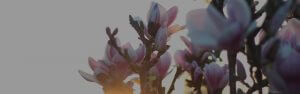 van ooi magnolia in de zon